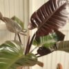 Philodendron Black Cardinal Feuilles 1 scaled
