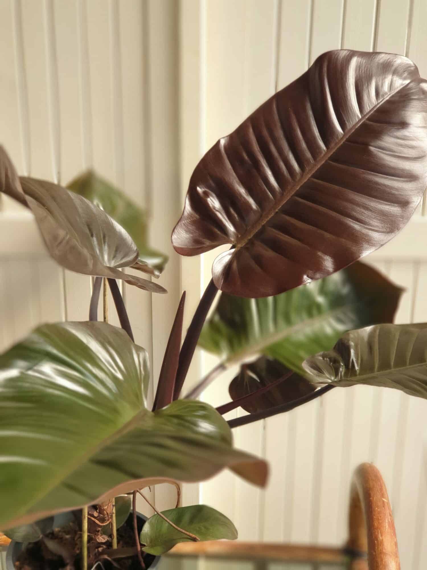 Philodendron Black Cardinal Feuilles 1 scaled