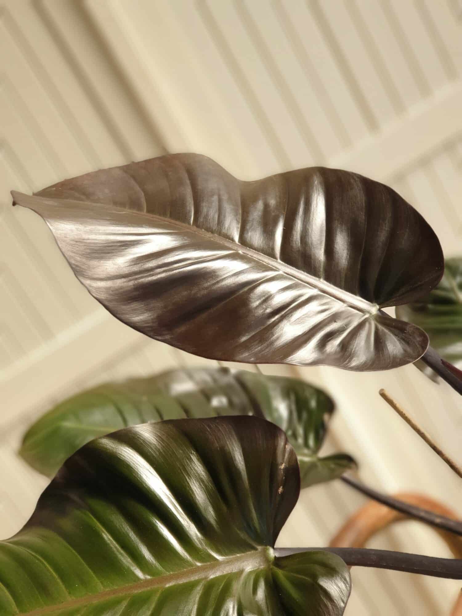 Philodendron Black Cardinal Feuilles 2 scaled
