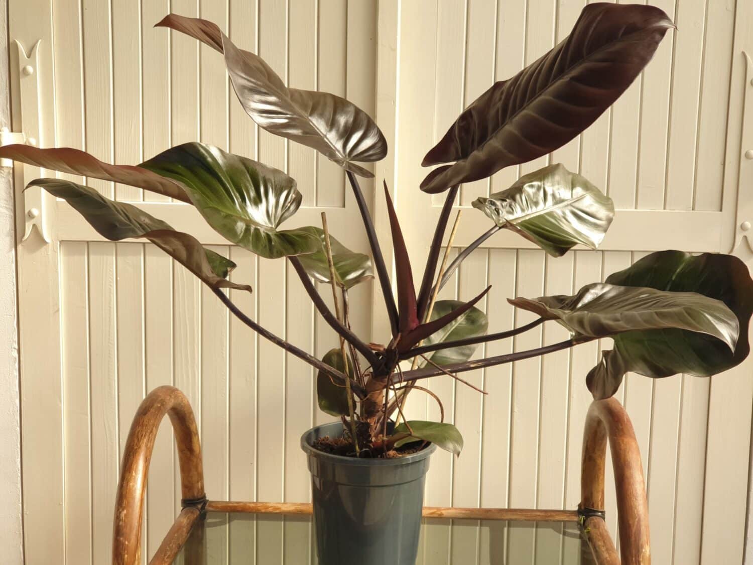 Philodendron Black Cardinal scaled