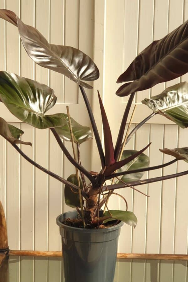 Philodendron Black Cardinal scaled