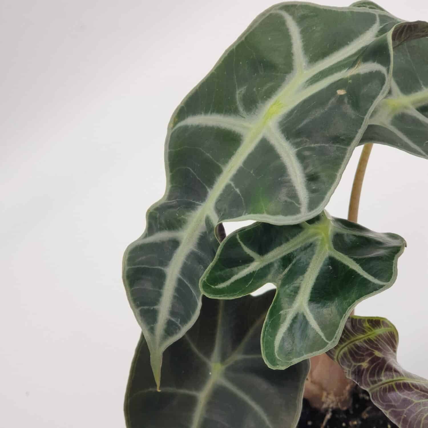 Alocasia Bambino Curly S Focus Feuilles 4 scaled