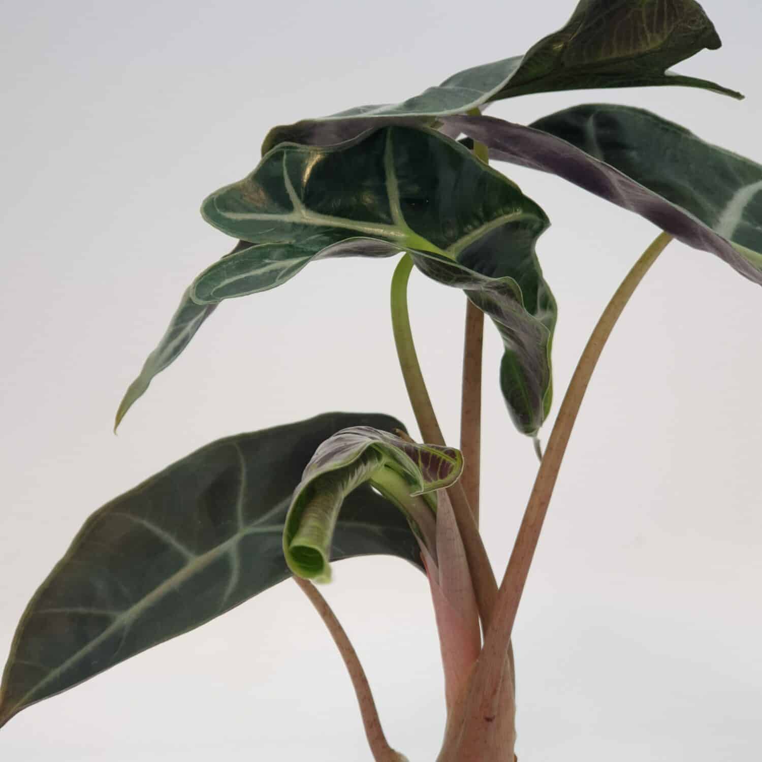Alocasia Bambino Curly S Focus Feuilles scaled