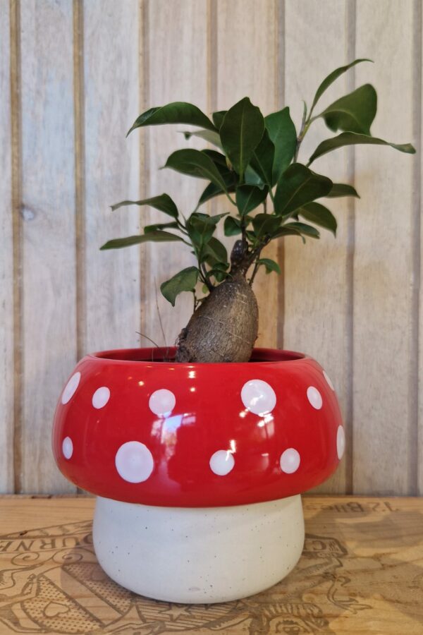 Cache pot champignon