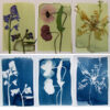 Coffret Cyanotype 7