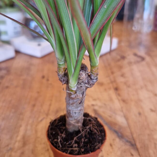 Dracaena