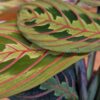 maranta
