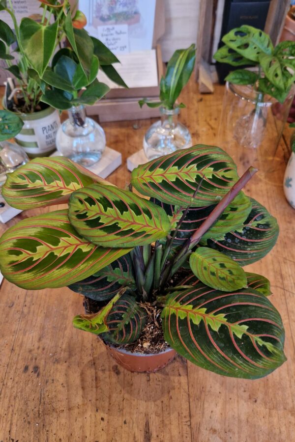 maranta 2