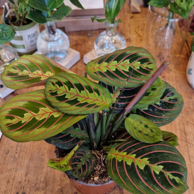 maranta 2